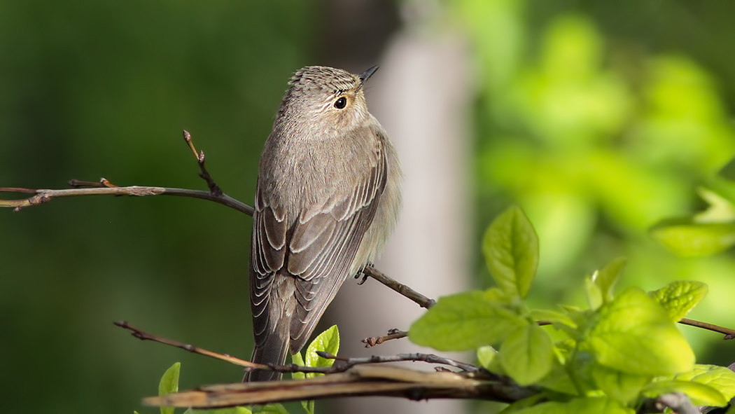 Spotted Flycatcher