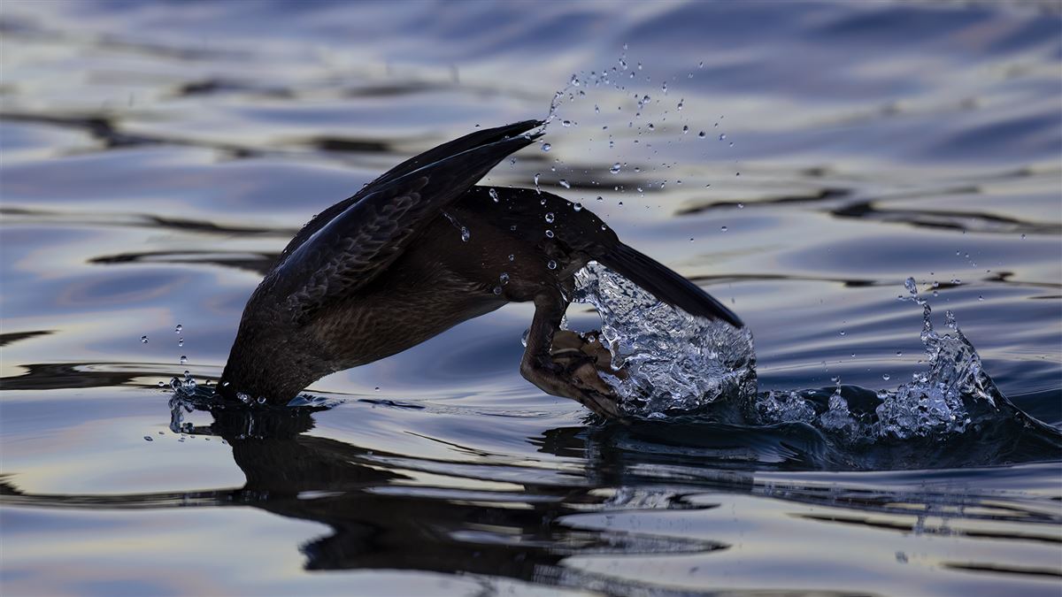 Great Cormorant