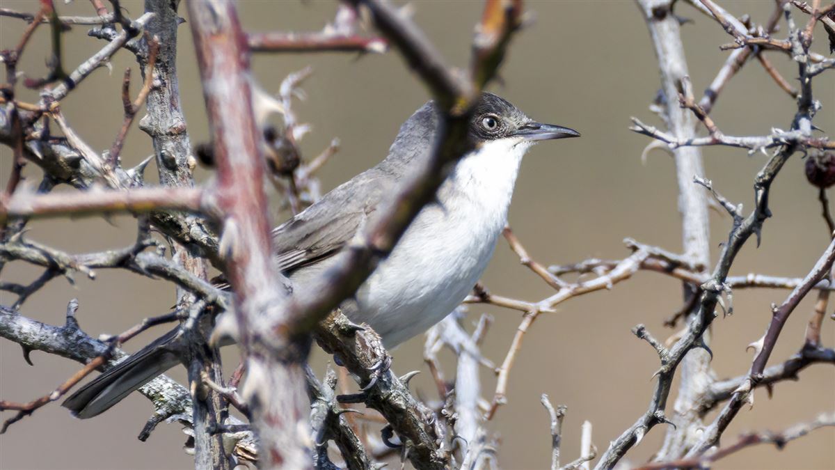 Eastern Orphean Warbler