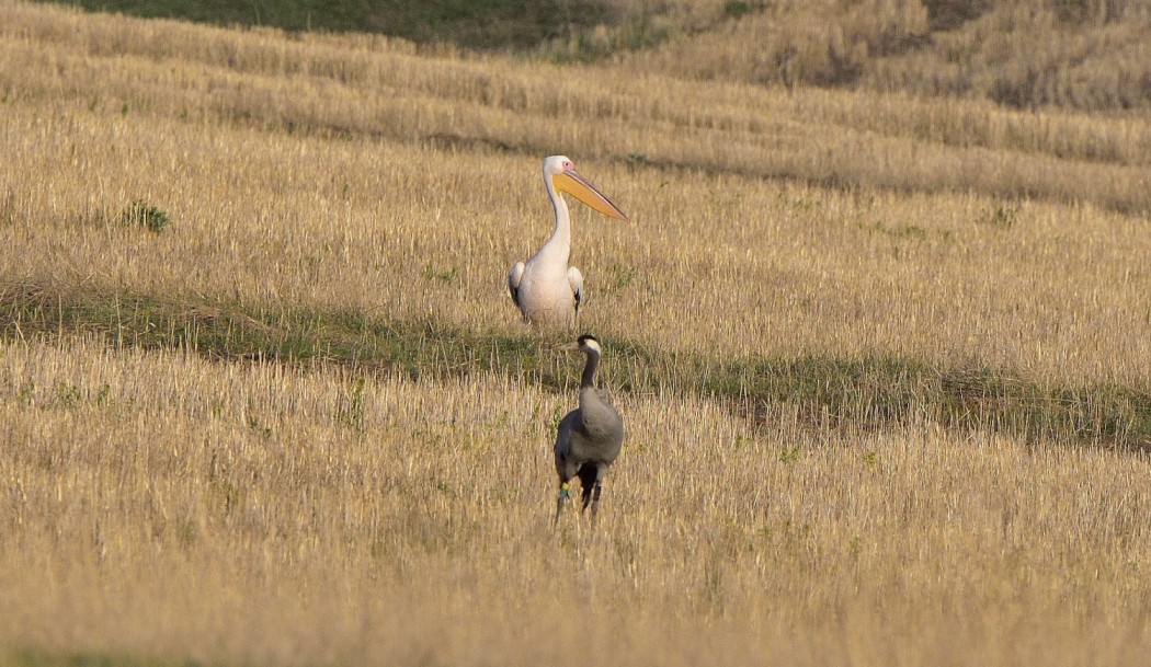 Great White Pelican