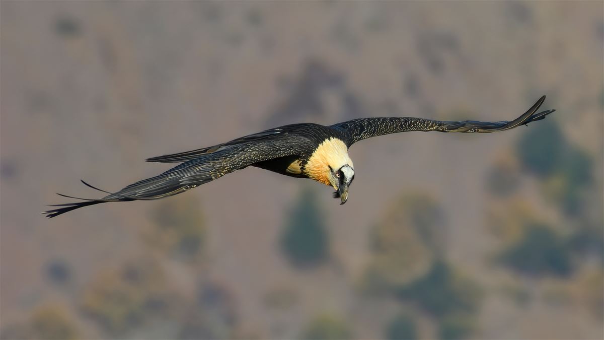 Bearded Vulture