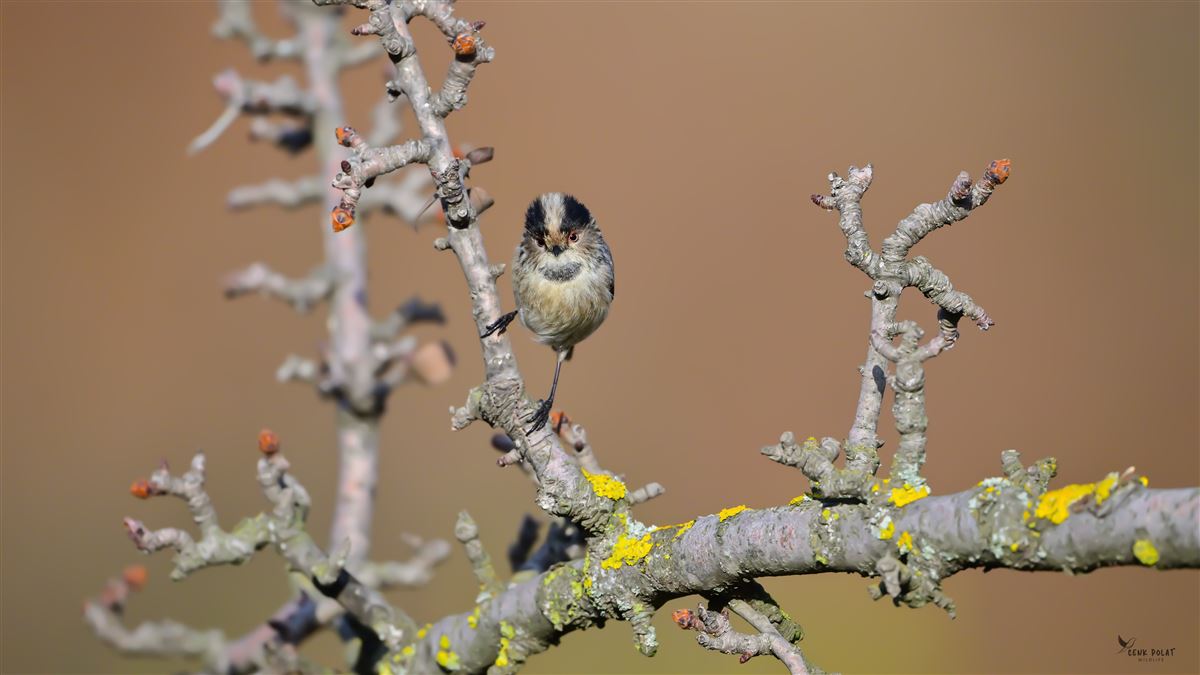 Long-tailed Tit