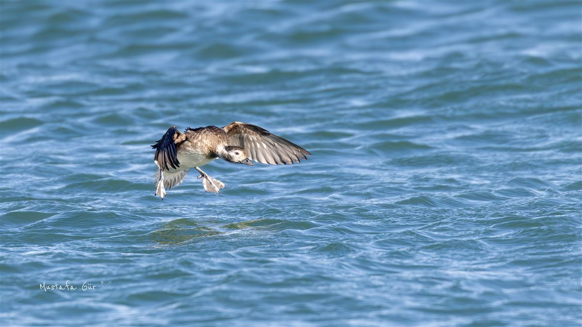 Long-tailed Duck