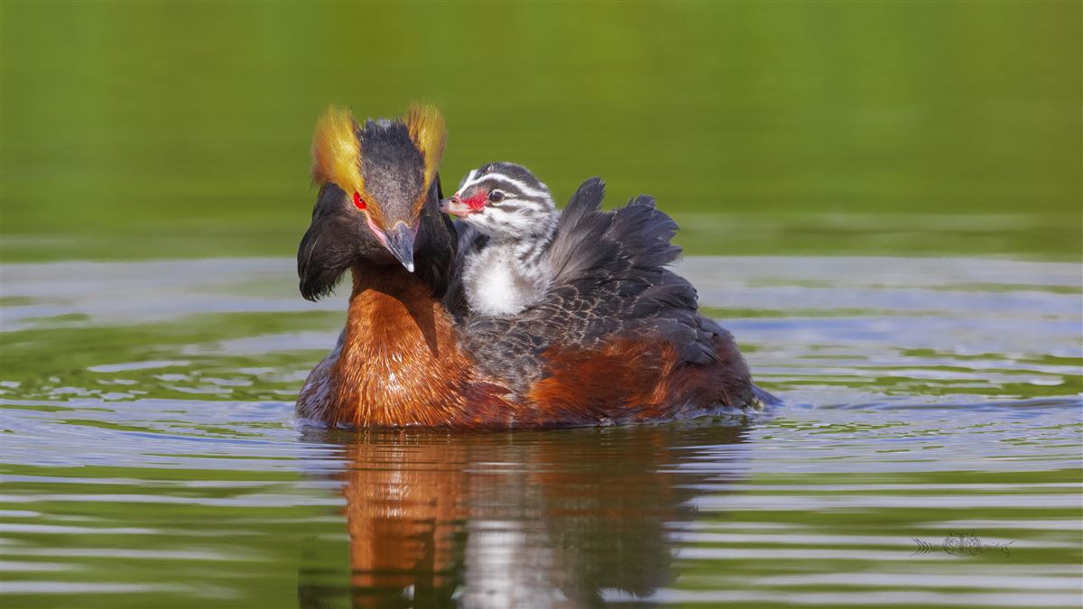 Horned Grebe