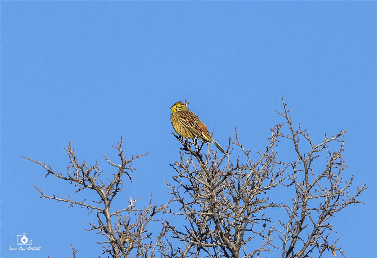 Yellowhammer