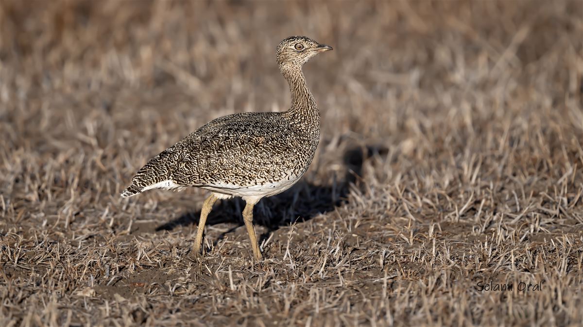 Little Bustard