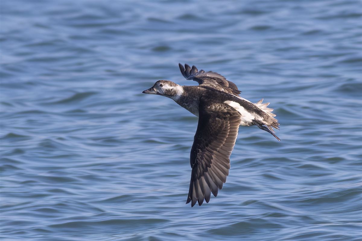 Long-tailed Duck