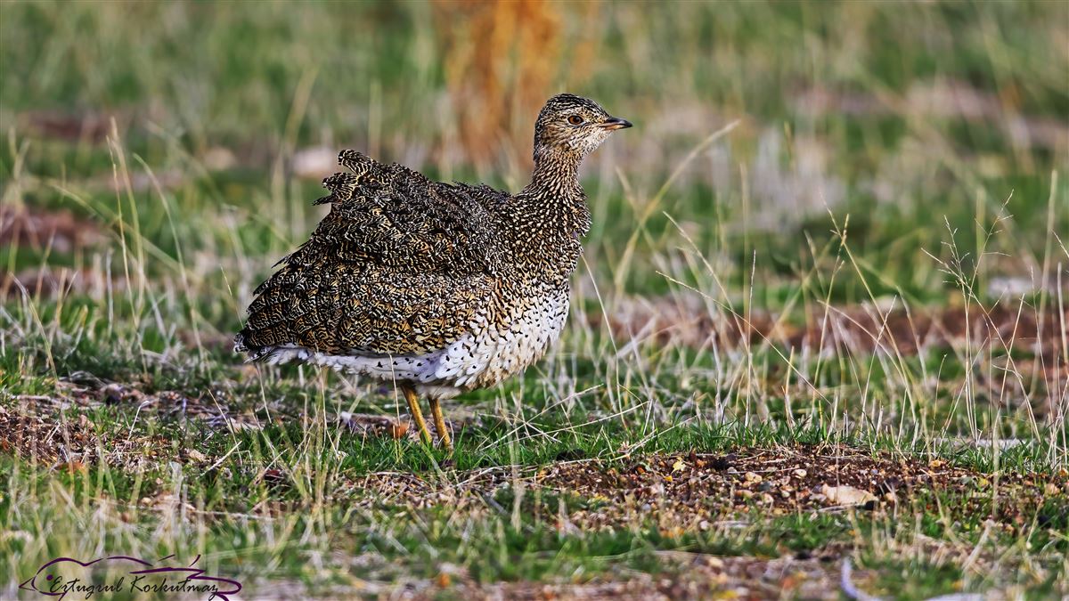 Little Bustard