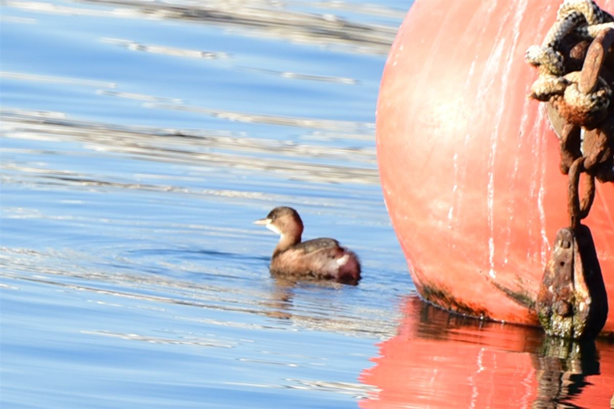 Little Grebe