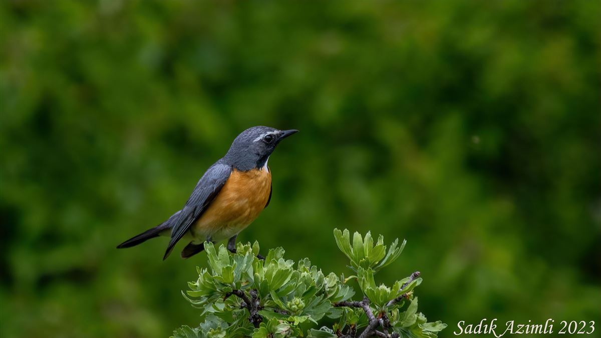 White-throated Robin