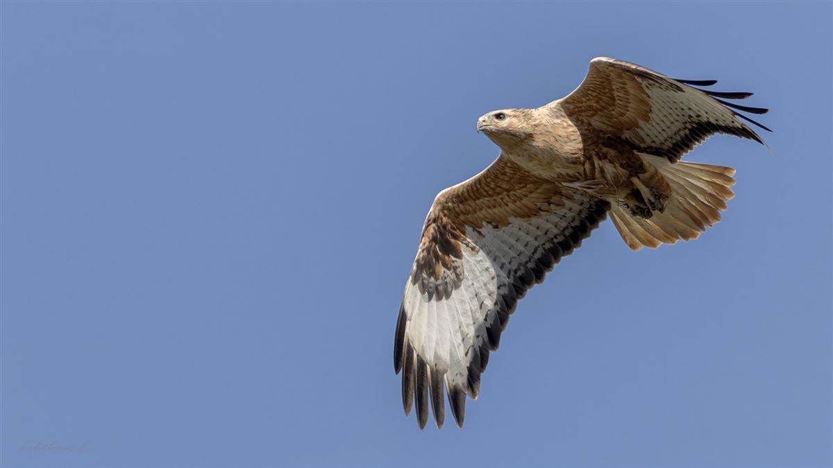 Long-legged Buzzard