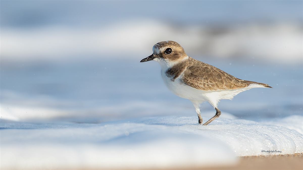 Kentish Plover