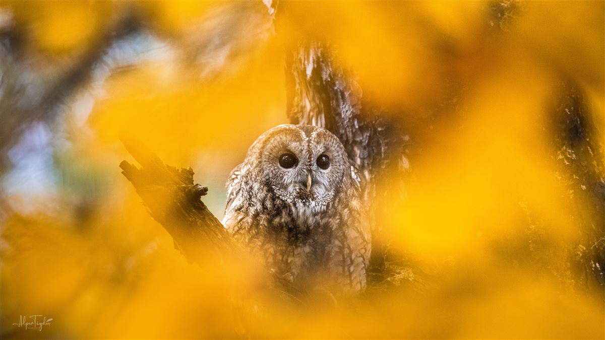 Tawny Owl