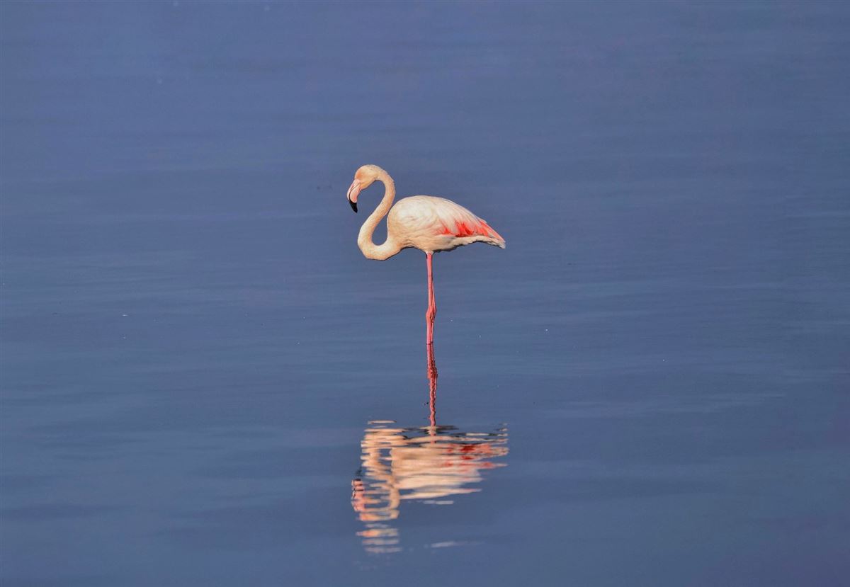 Greater Flamingo