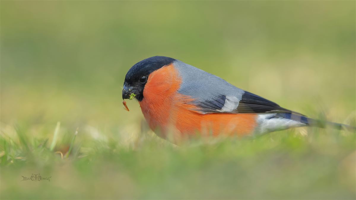 Eurasian Bullfinch