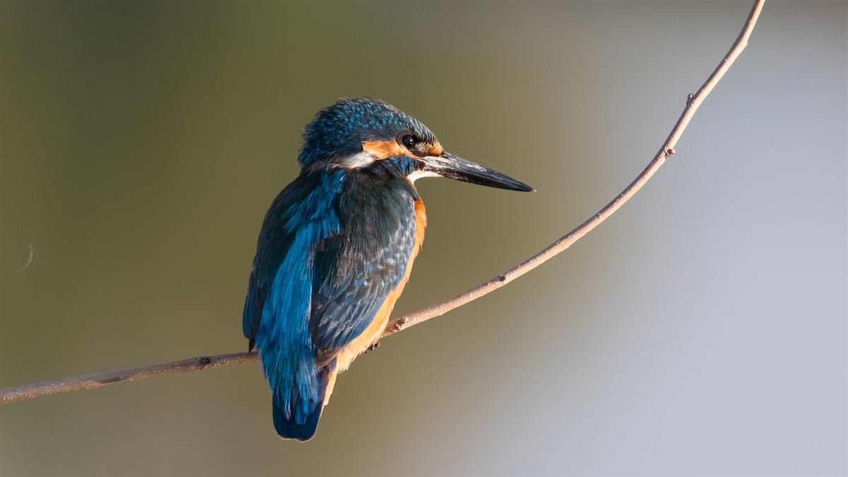 Common Kingfisher