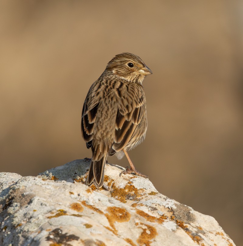 Corn Bunting