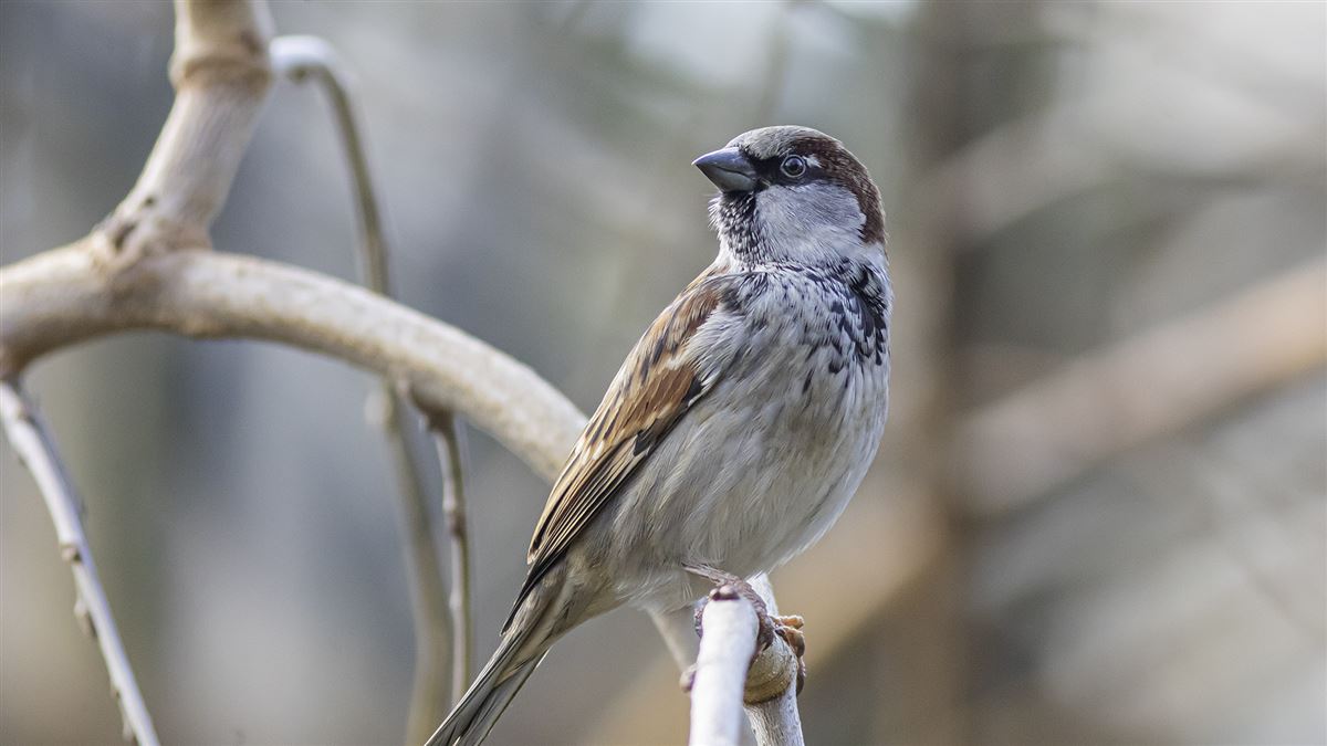 House Sparrow