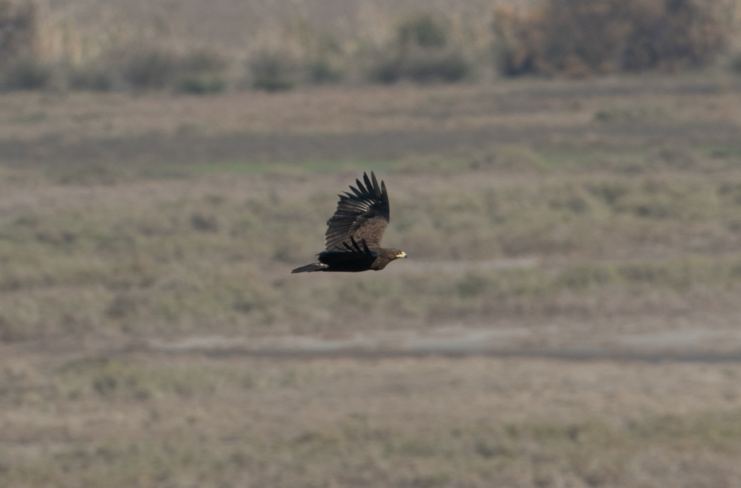 Greater Spotted Eagle