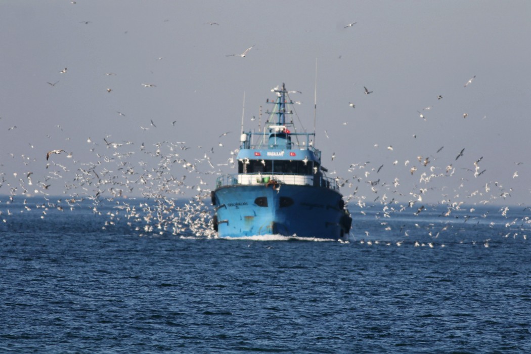 Yellow-legged Gull