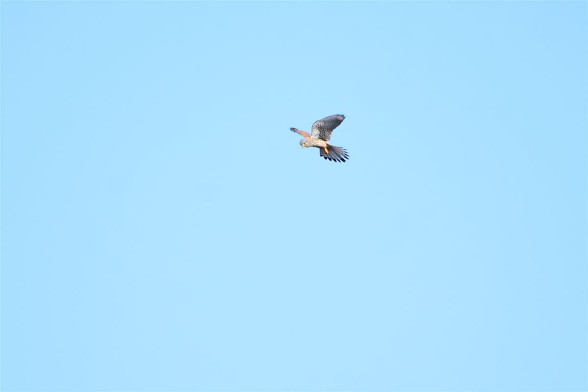 Common Kestrel