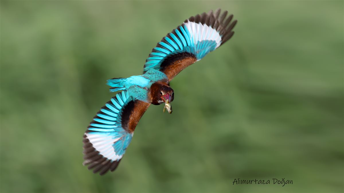 White-throated Kingfisher