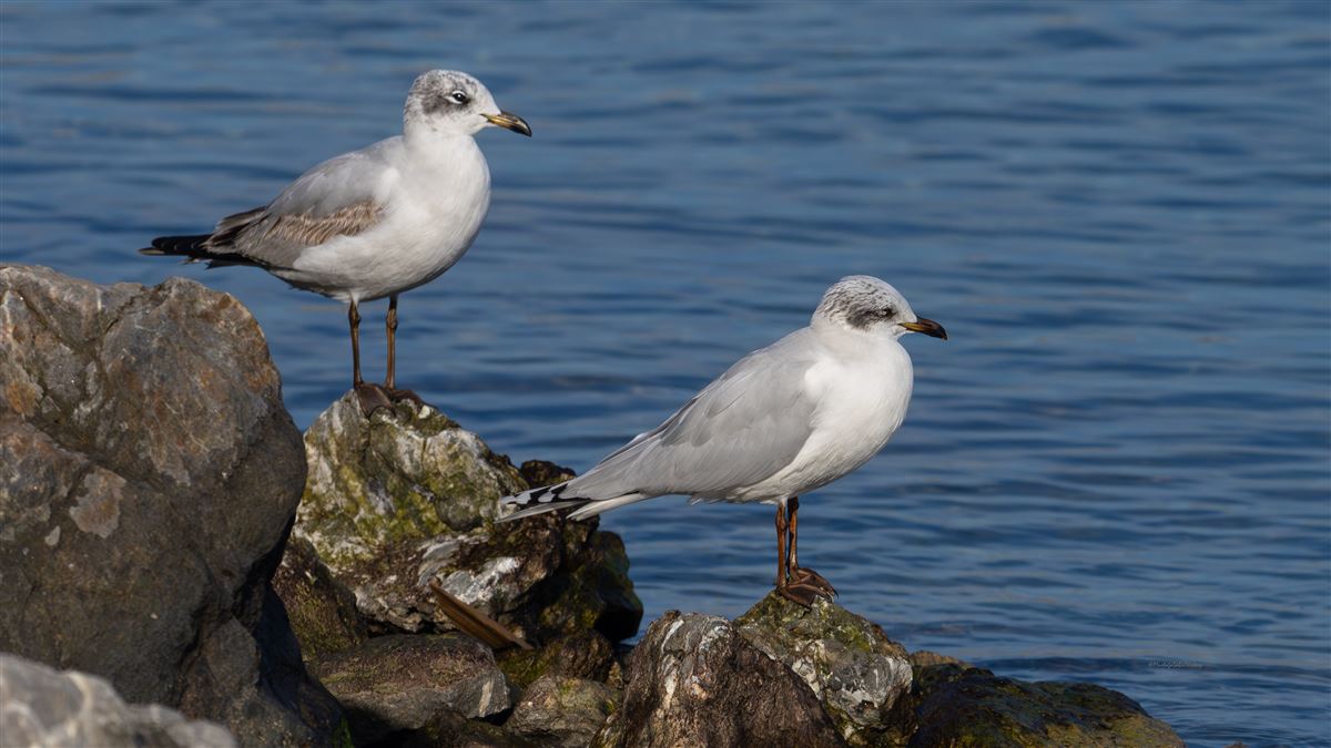 Mediterranean Gull