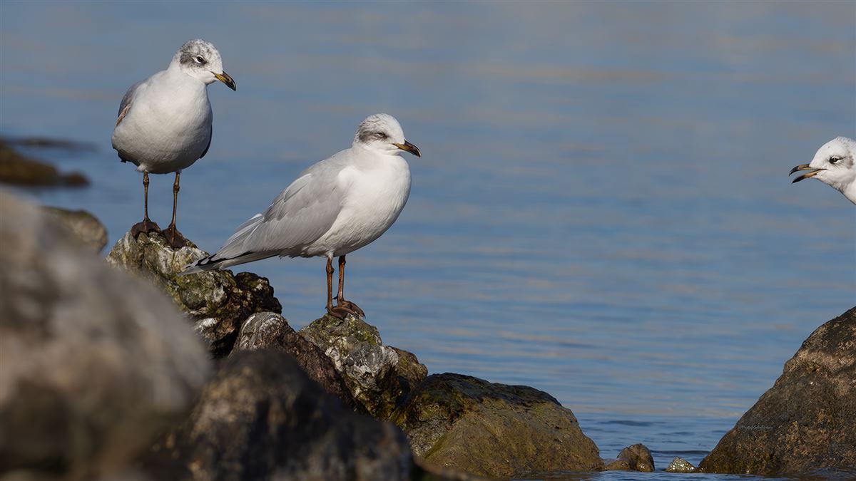 Mediterranean Gull