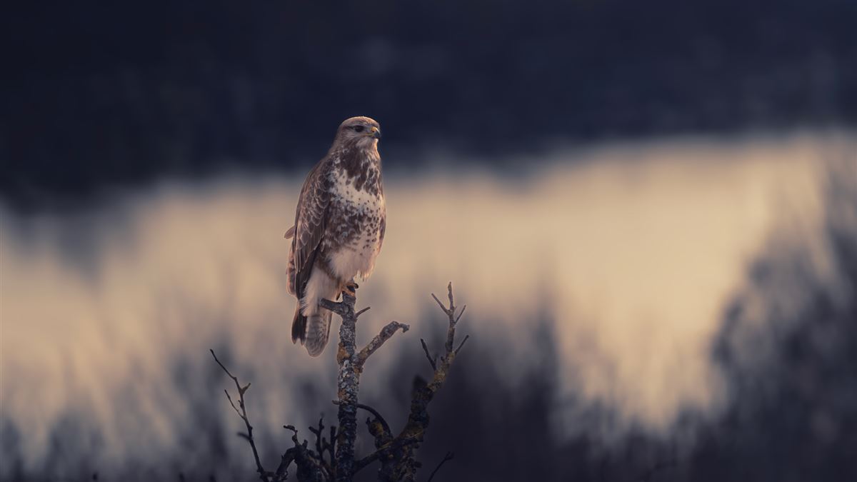 Common Buzzard