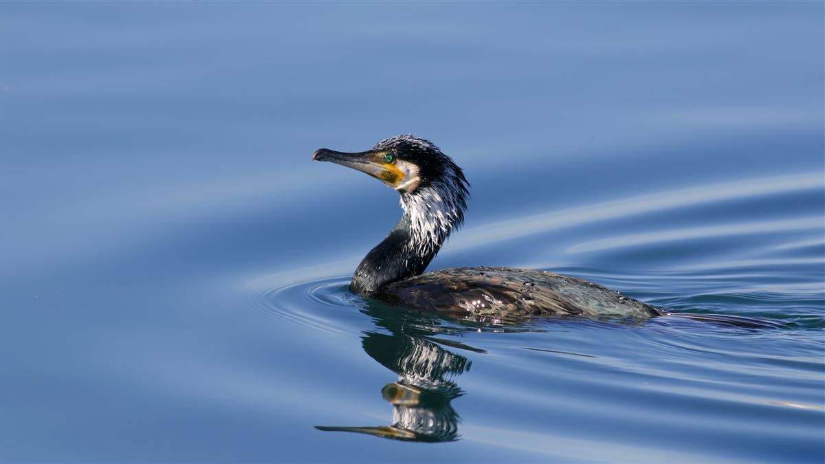Great Cormorant