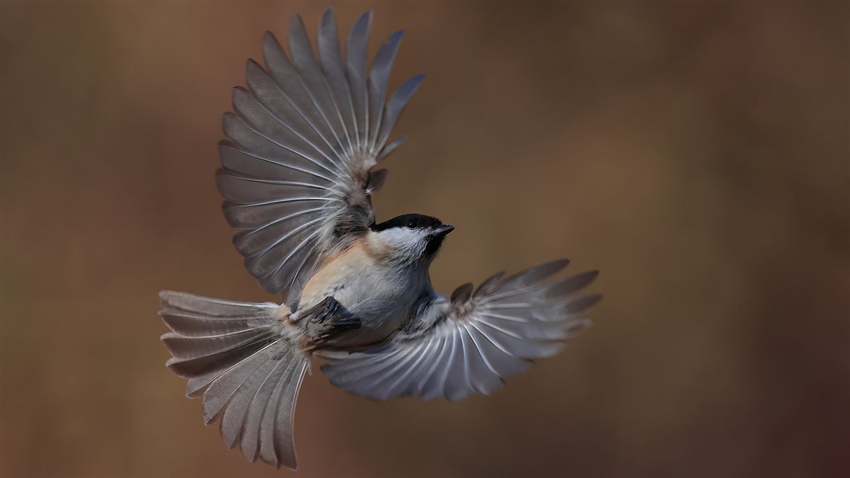 Marsh Tit