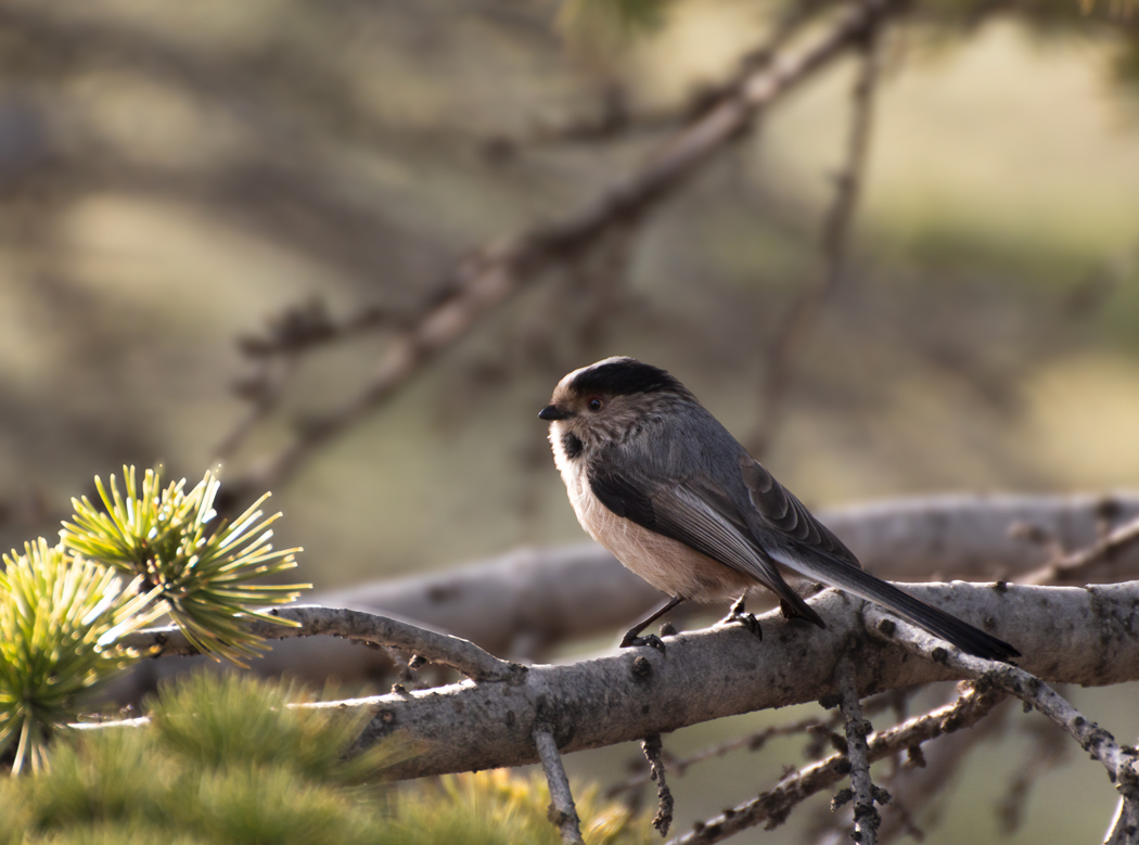 Long-tailed Tit