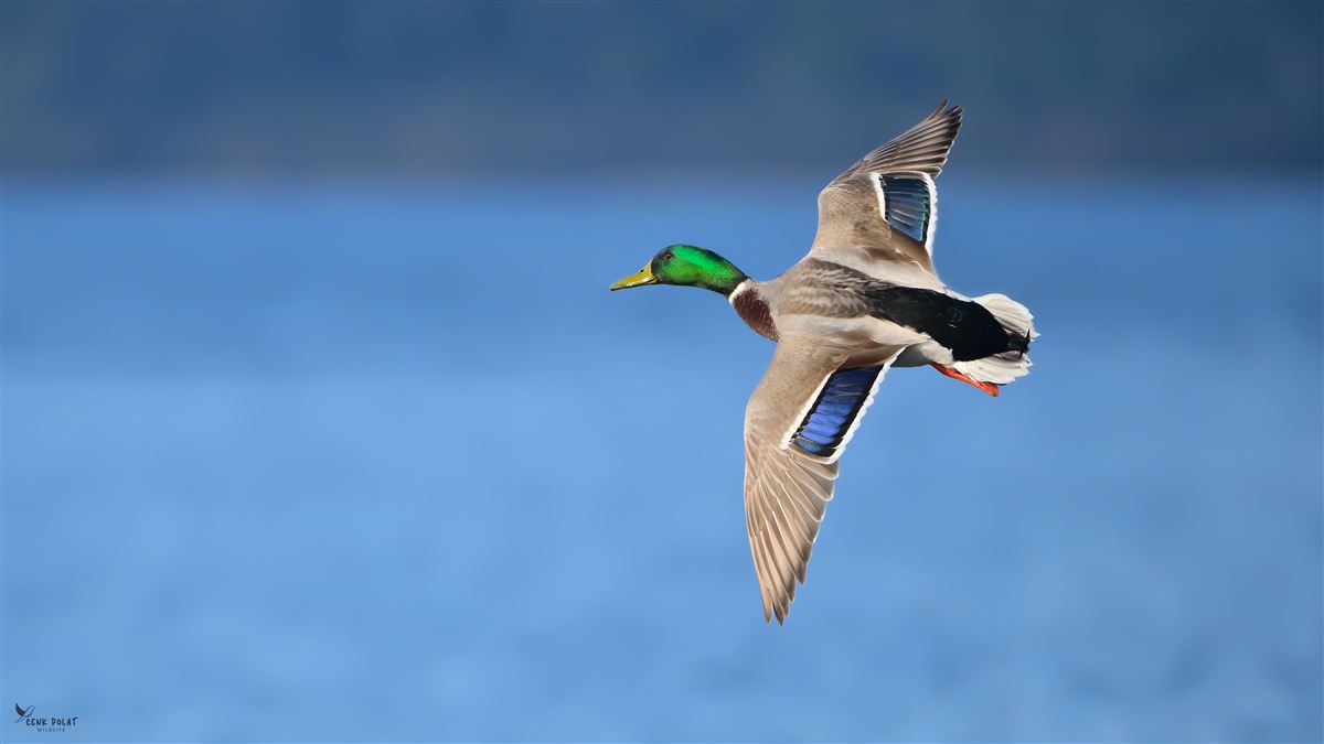Mallard