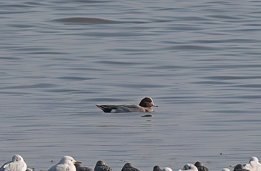 Eurasian Wigeon