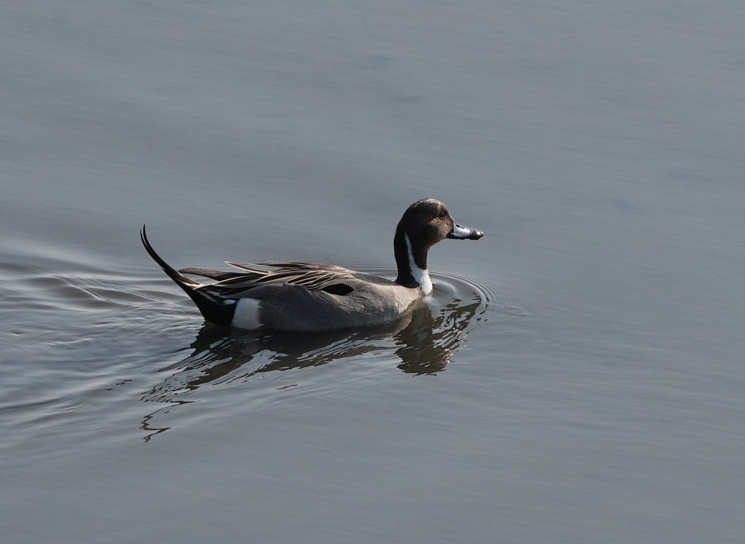 Northern Pintail