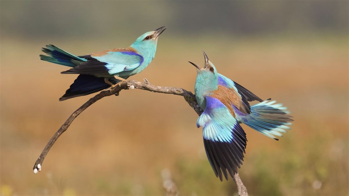 European Roller