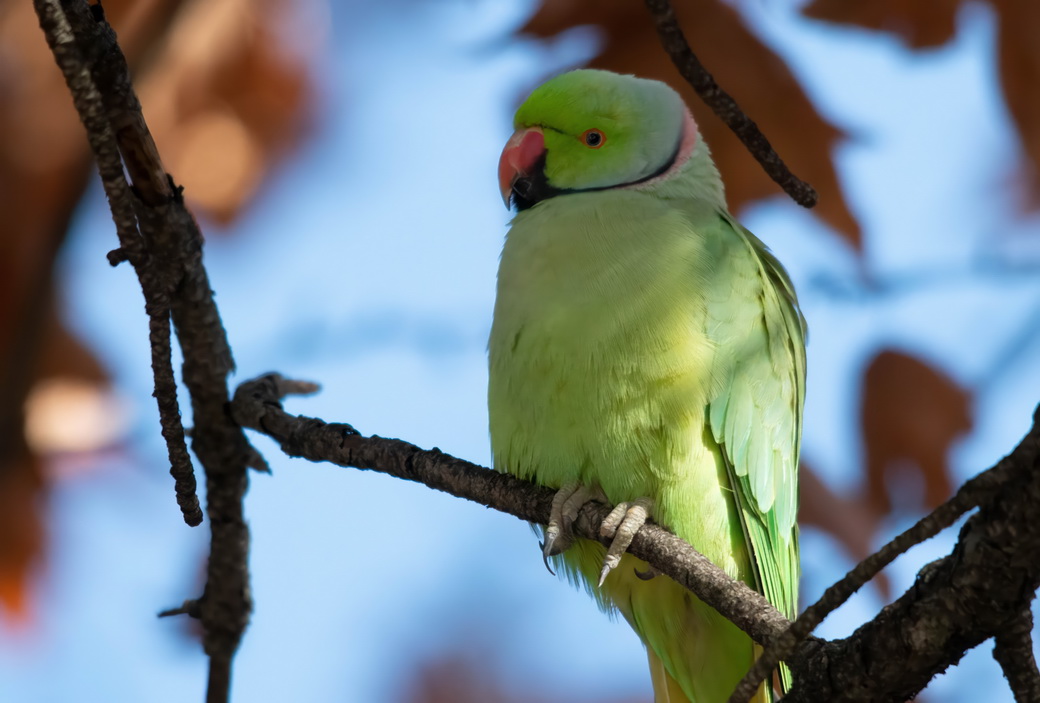 Rose-ringed Parakeet