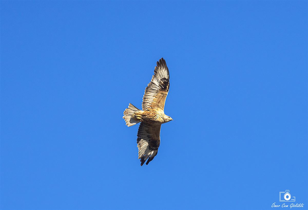 Long-legged Buzzard