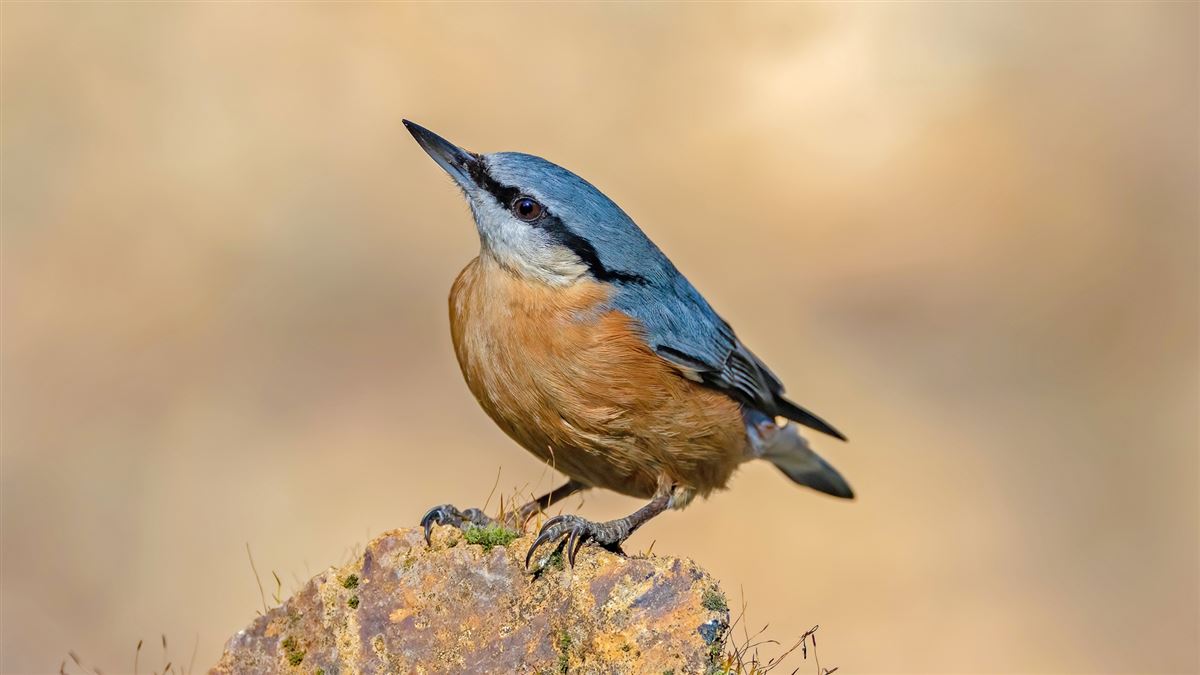 Eurasian Nuthatch