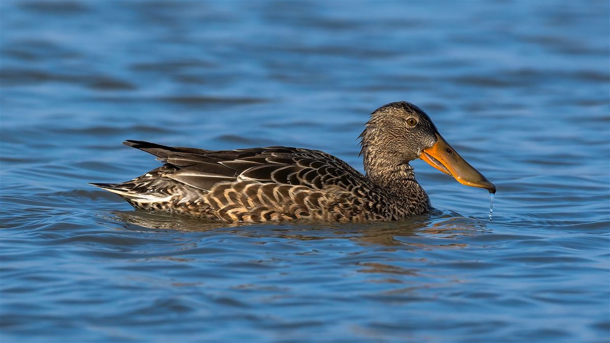 Northern Shoveler