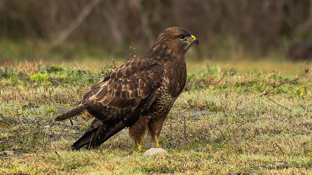 Common Buzzard