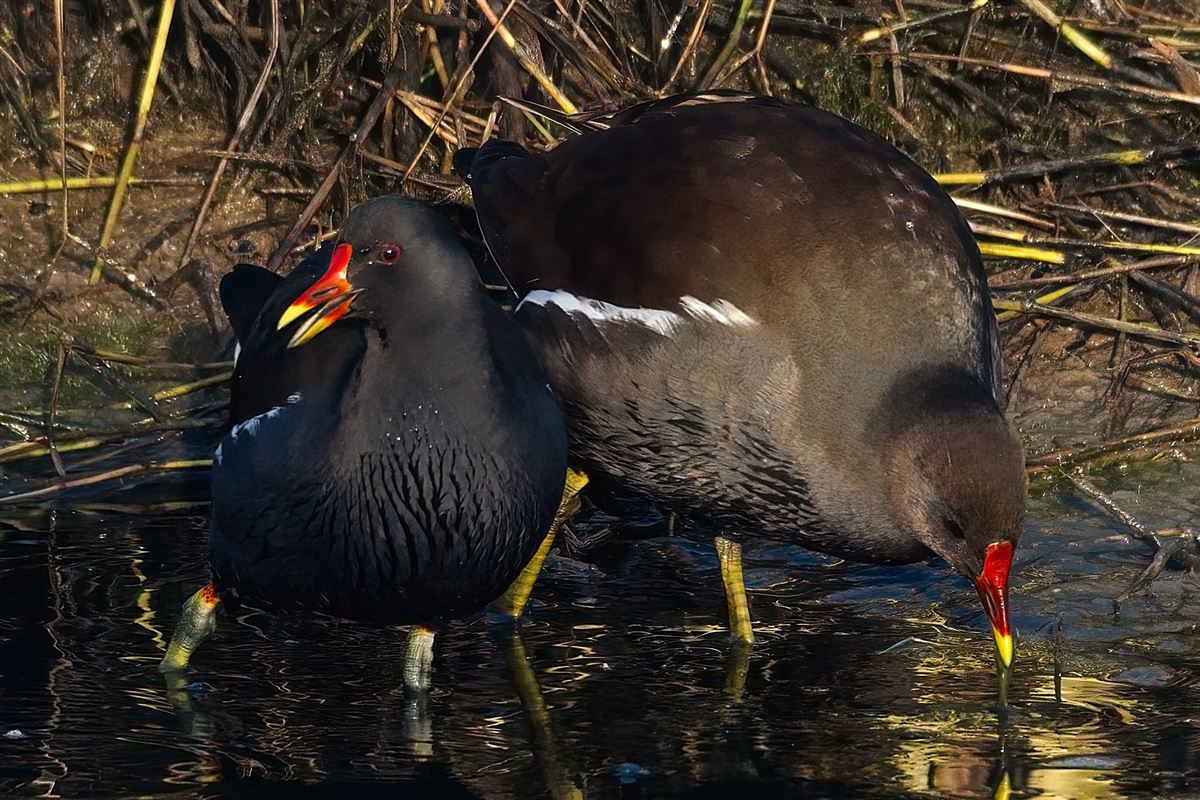 Common Moorhen