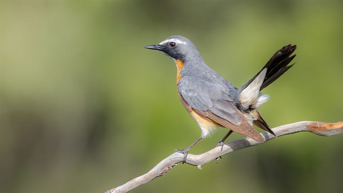 White-throated Robin
