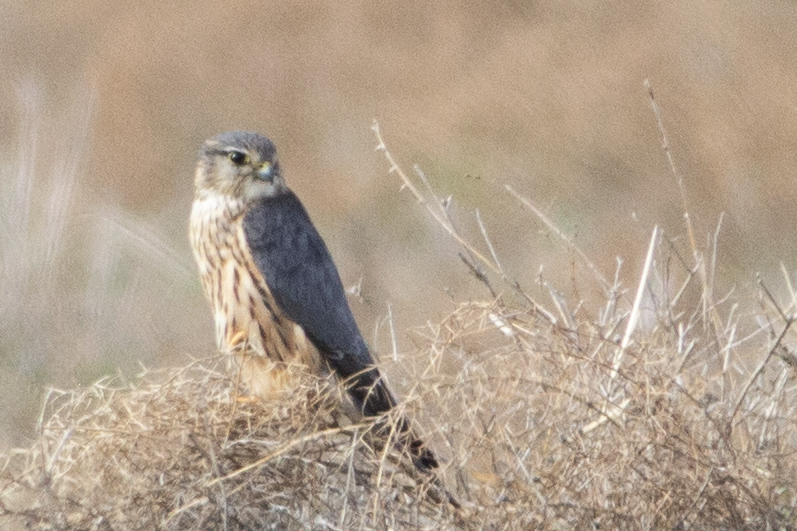 Merlin