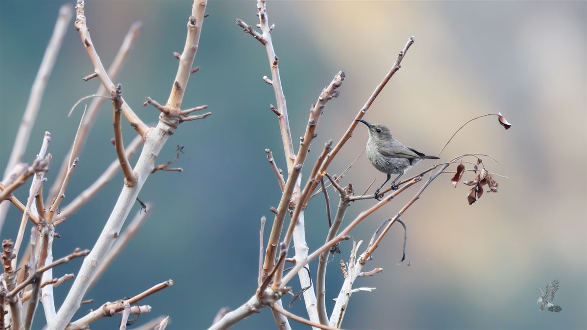 Palestine Sunbird