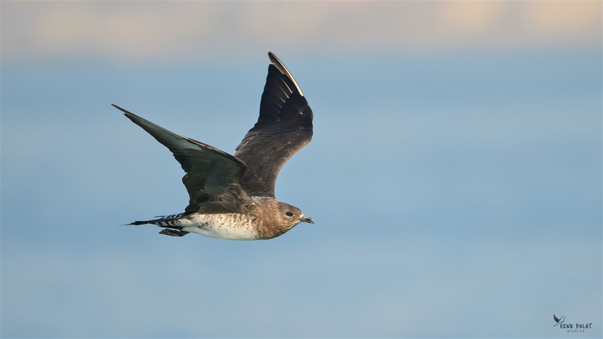 Parasitic Jaeger