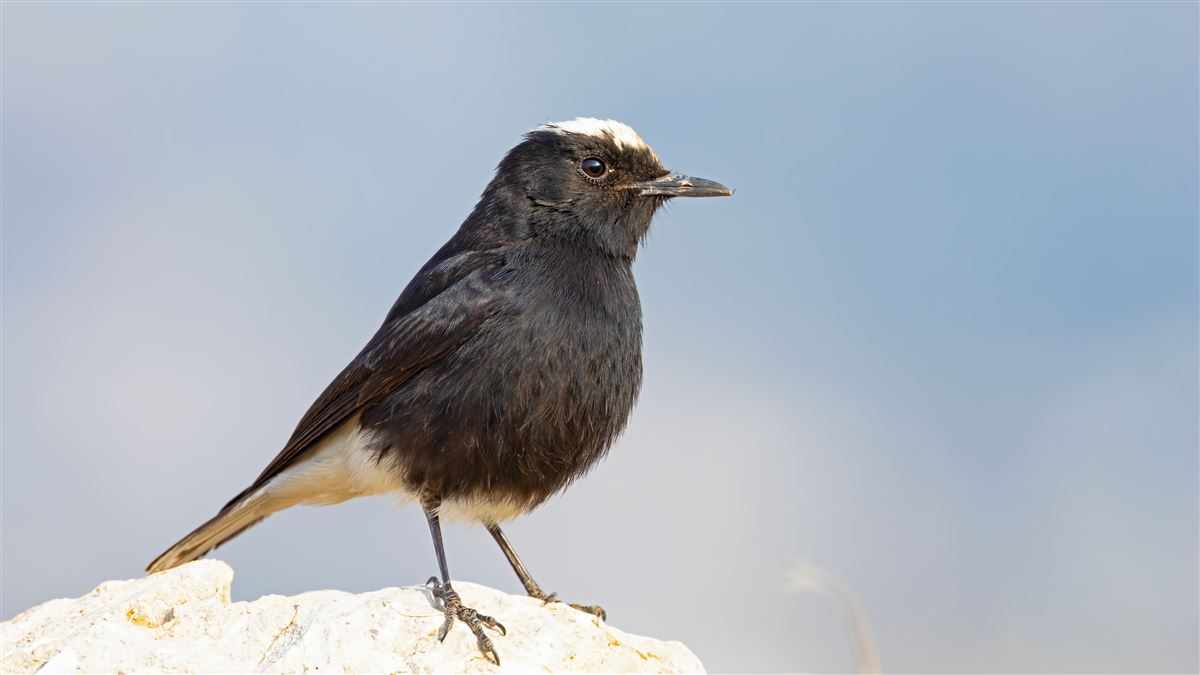 White-crowned Wheatear