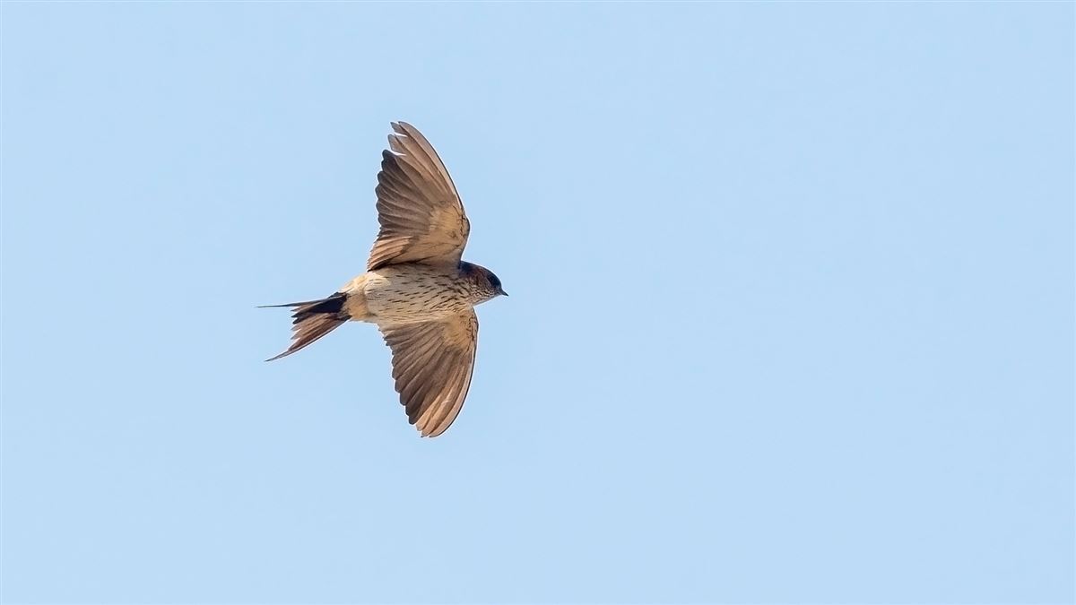 Eastern Red-rumped Swallow