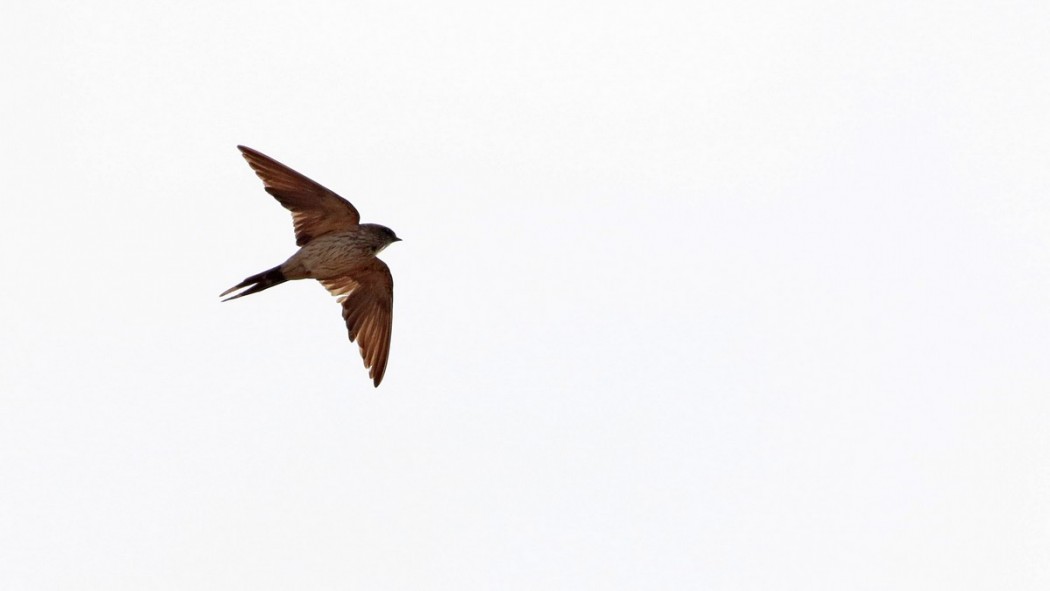 Eastern Red-rumped Swallow