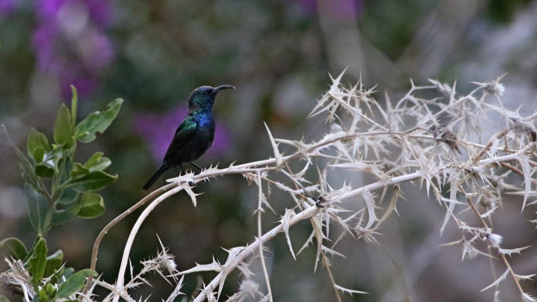 Palestine Sunbird